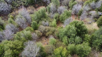 Undeveloped Land - Julian , California - 3,484 sq.ft. - Image 23