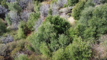 Undeveloped Land - Julian , California - 3,484 sq.ft. - Image 22